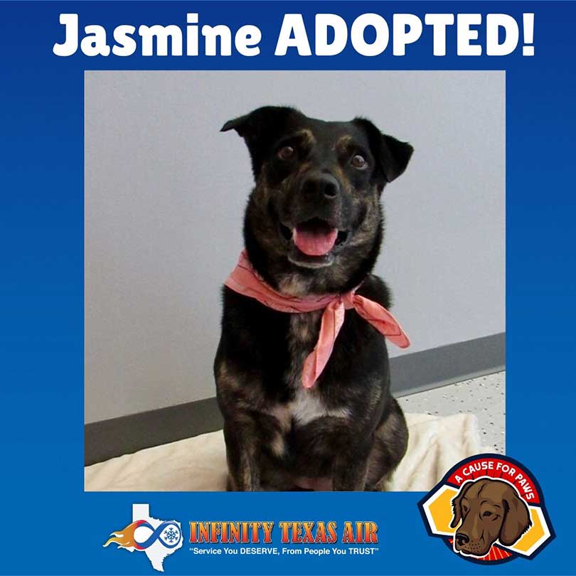 Adopted jasmin
