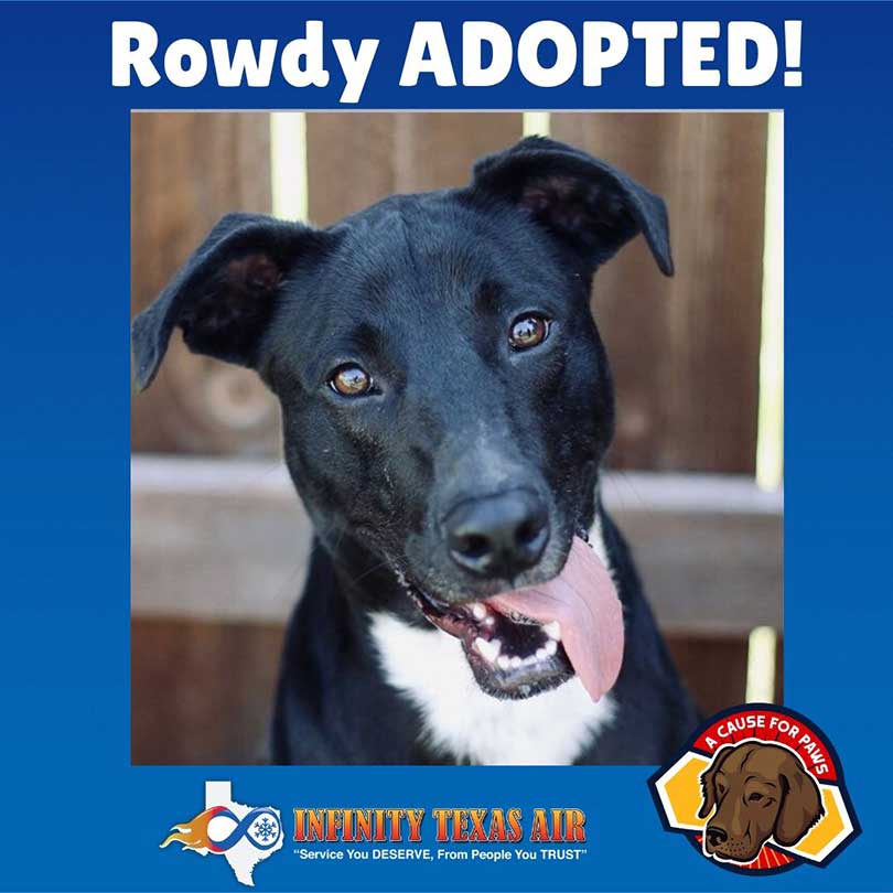 Adopted rowdy