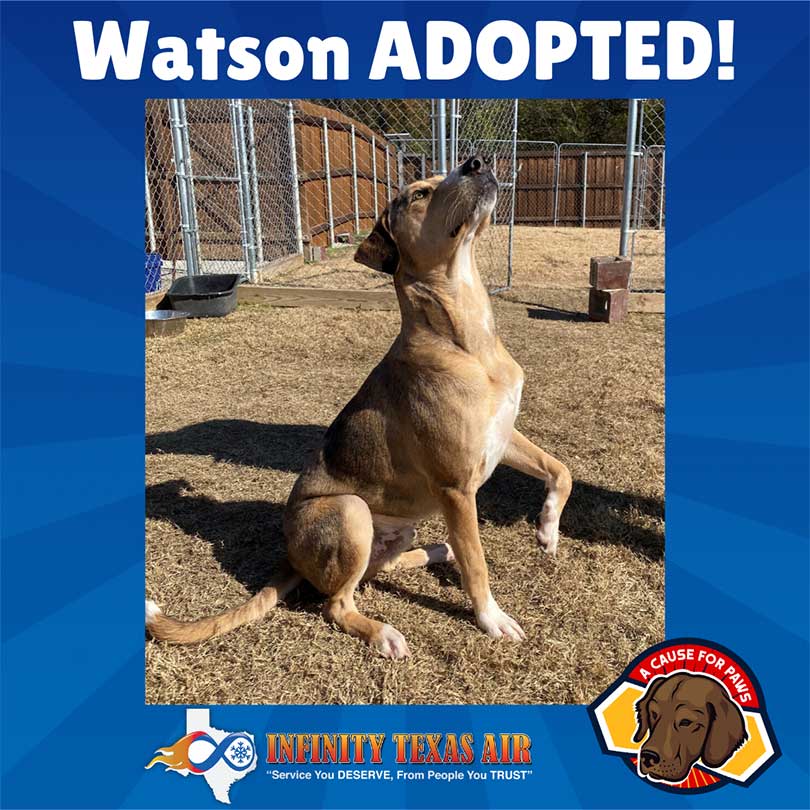 watson Adopted