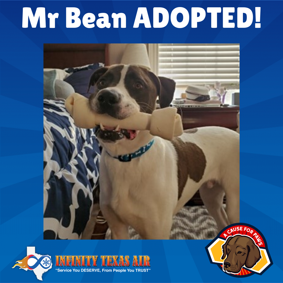 Adopted Mr Bean 1